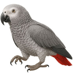 African Grey Parrots